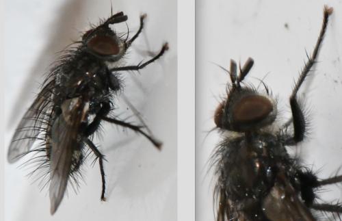 Lypha dubia
